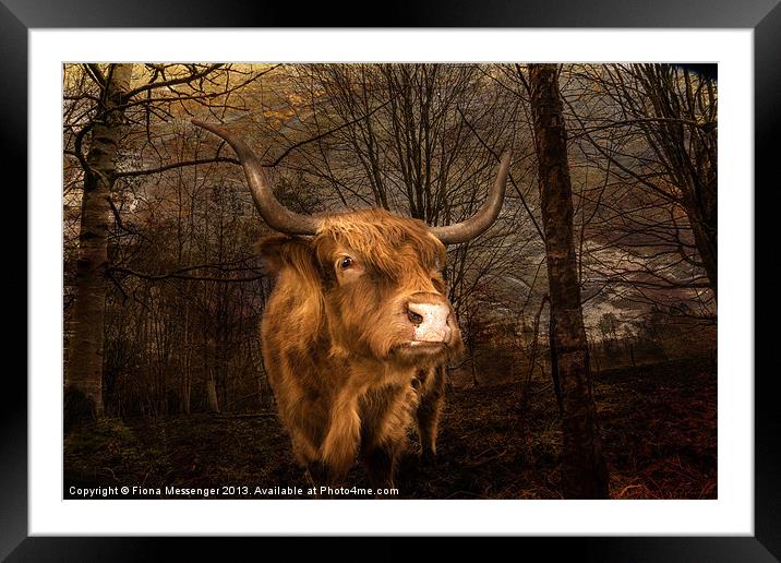 Highland Toffee Coo Framed Mounted Print by Fiona Messenger