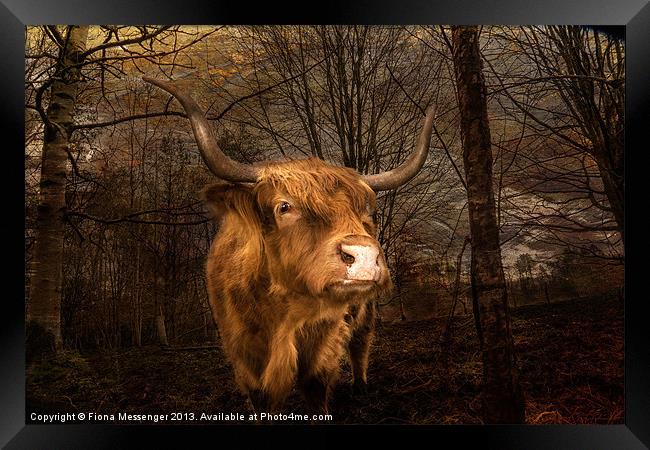 Highland Toffee Coo Framed Print by Fiona Messenger