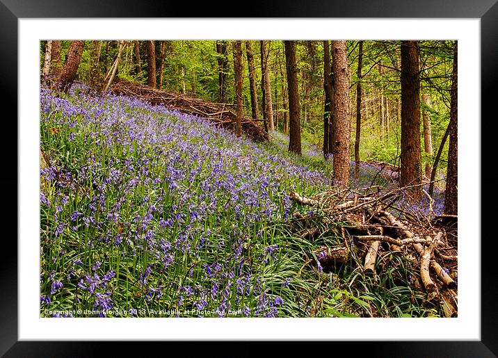 The Forest floor. Framed Mounted Print by John Morgan