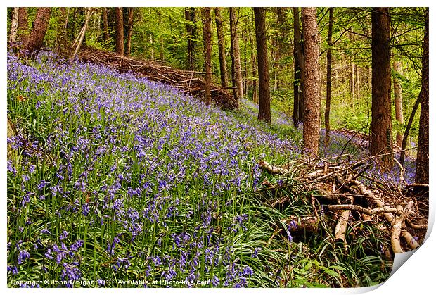 The Forest floor. Print by John Morgan