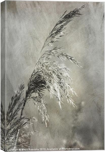 Seeded Grass Canvas Print by Brian Roscorla