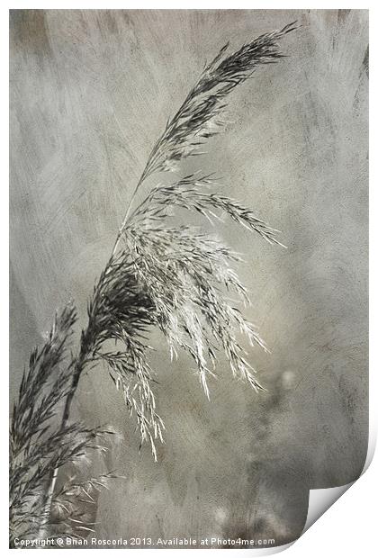 Seeded Grass Print by Brian Roscorla