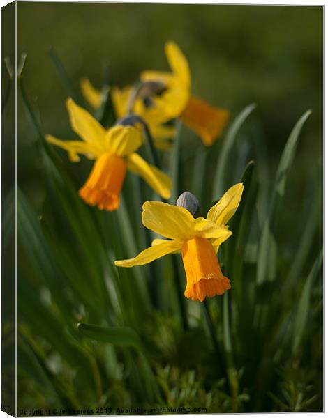 daffodil flowers Canvas Print by Jo Beerens