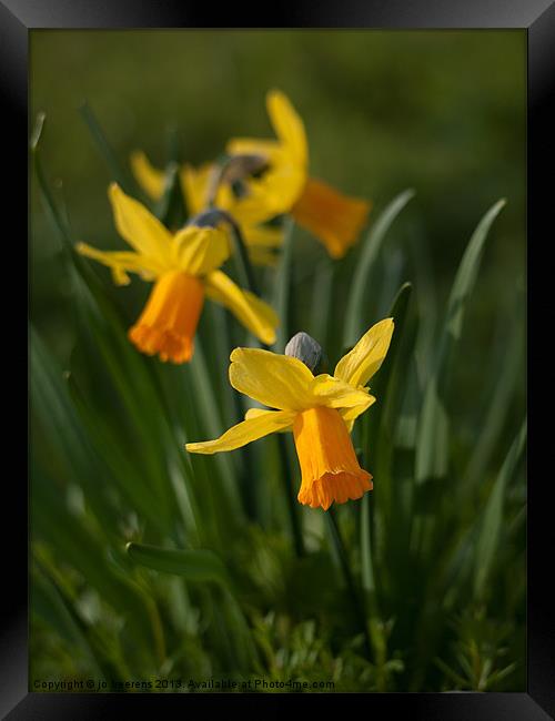 daffodil flowers Framed Print by Jo Beerens