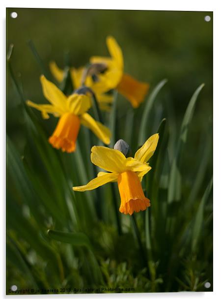daffodil flowers Acrylic by Jo Beerens