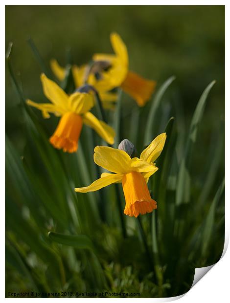 daffodil flowers Print by Jo Beerens