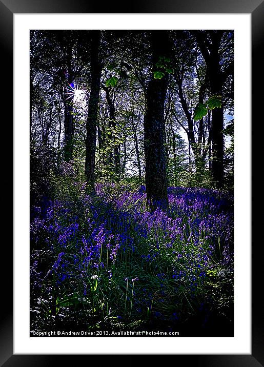 bluebells at dusk Framed Mounted Print by Andrew Driver