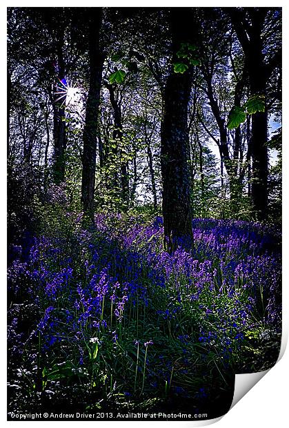 bluebells at dusk Print by Andrew Driver