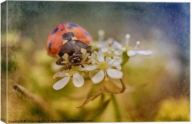7-Spotted Ladybird Canvas Print by Julie Coe