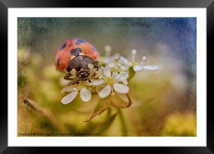 7-Spotted Ladybird Framed Mounted Print by Julie Coe