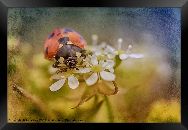 7-Spotted Ladybird Framed Print by Julie Coe