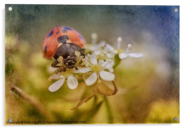 7-Spotted Ladybird Acrylic by Julie Coe