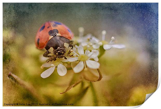 7-Spotted Ladybird Print by Julie Coe