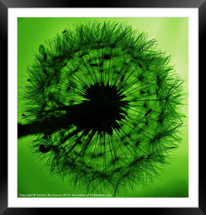 Green Dandelion Floss Framed Mounted Print by Sandra Buchanan