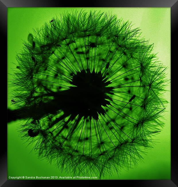 Green Dandelion Floss Framed Print by Sandra Buchanan