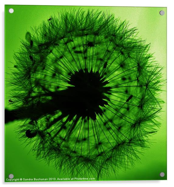 Green Dandelion Floss Acrylic by Sandra Buchanan