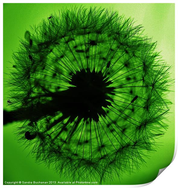Green Dandelion Floss Print by Sandra Buchanan