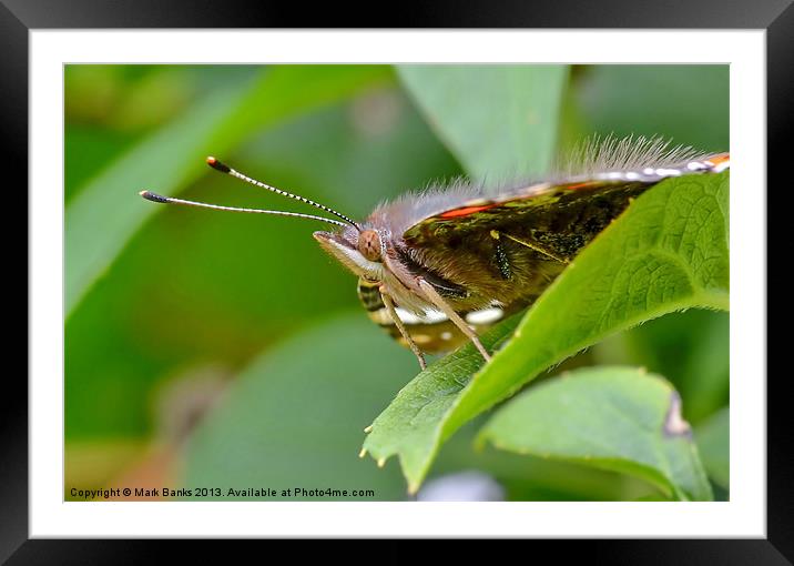 Red Admiral profile Framed Mounted Print by Mark  F Banks