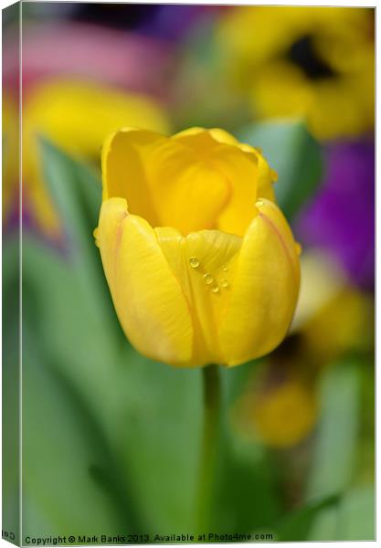 Yellow Tulip Canvas Print by Mark  F Banks