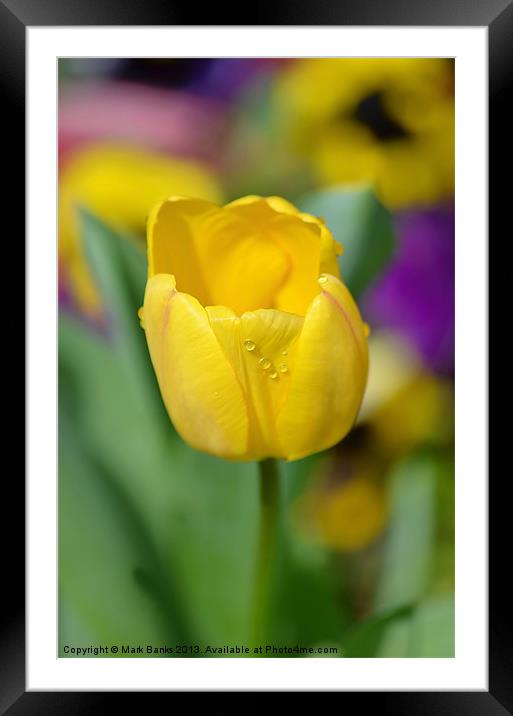 Yellow Tulip Framed Mounted Print by Mark  F Banks
