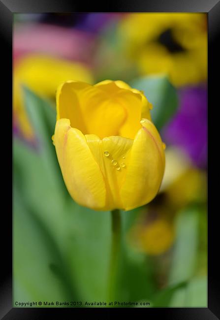 Yellow Tulip Framed Print by Mark  F Banks