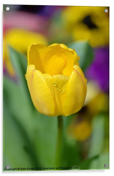 Yellow Tulip Acrylic by Mark  F Banks