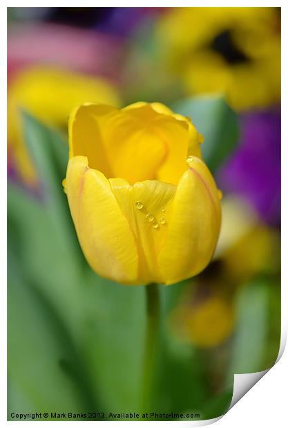 Yellow Tulip Print by Mark  F Banks