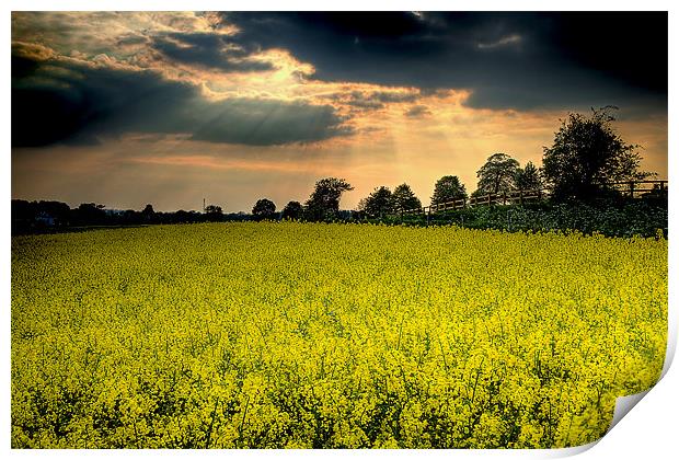 Rapeseed Field Print by Simon West