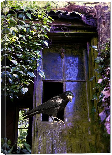 The Rook Canvas Print by Dawn Cox