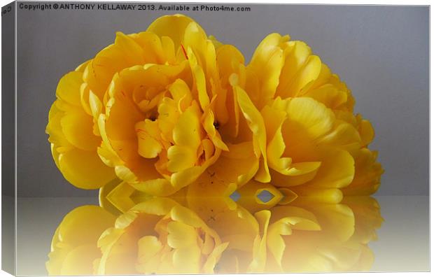 YELLOW DOUBLE TULIP Canvas Print by Anthony Kellaway