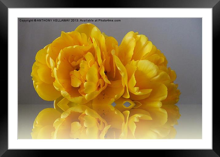 YELLOW DOUBLE TULIP Framed Mounted Print by Anthony Kellaway