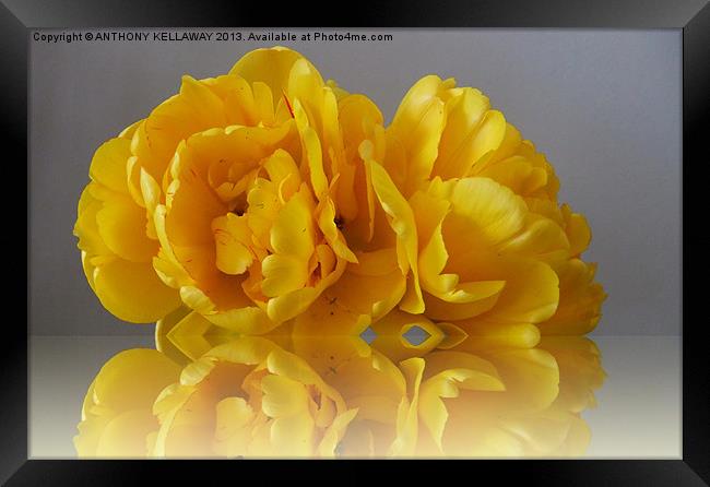 YELLOW DOUBLE TULIP Framed Print by Anthony Kellaway
