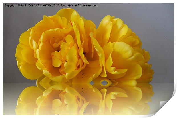 YELLOW DOUBLE TULIP Print by Anthony Kellaway
