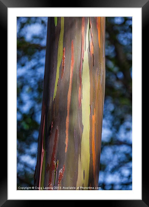 Eucalyptus tree bark Framed Mounted Print by Craig Lapsley