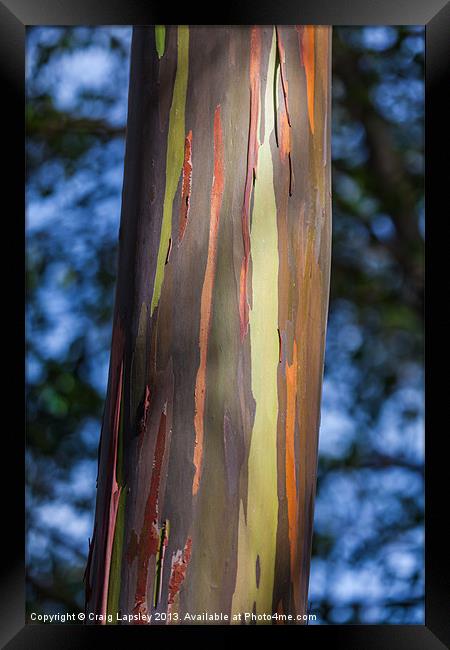 Eucalyptus tree bark Framed Print by Craig Lapsley