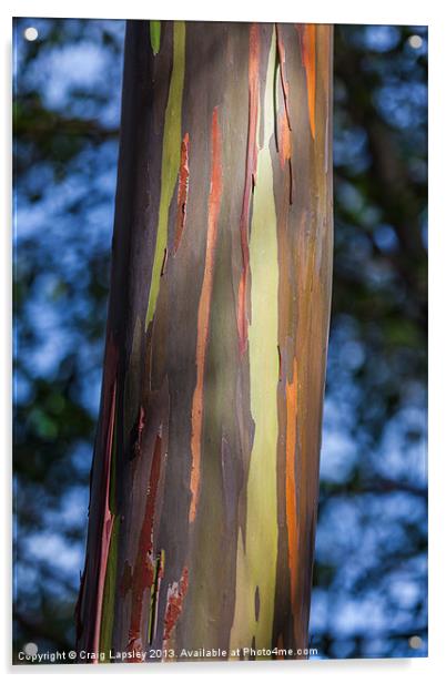 Eucalyptus tree bark Acrylic by Craig Lapsley