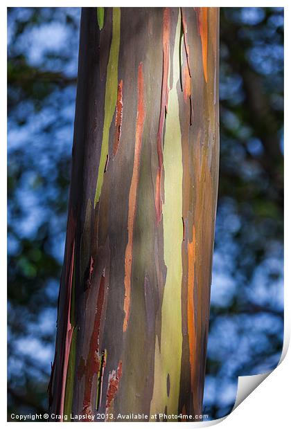 Eucalyptus tree bark Print by Craig Lapsley