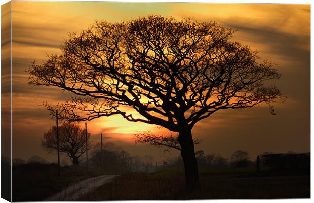 Setting behind the naked trees Canvas Print by Gary Pearson