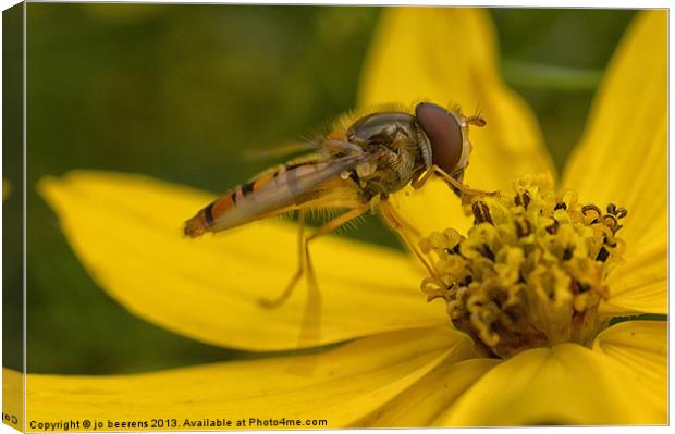 hover fly Canvas Print by Jo Beerens