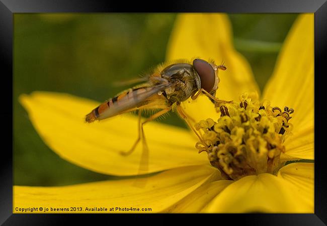 hover fly Framed Print by Jo Beerens