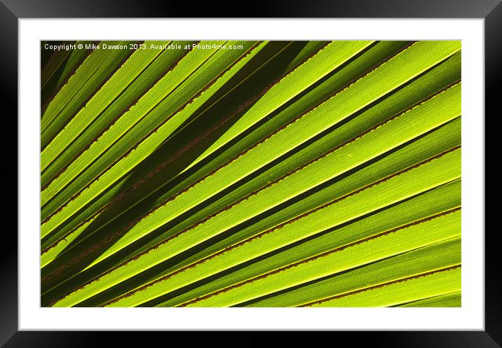 Palm Lines Framed Mounted Print by Mike Dawson
