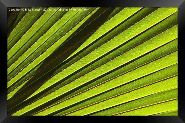 Palm Lines Framed Print by Mike Dawson