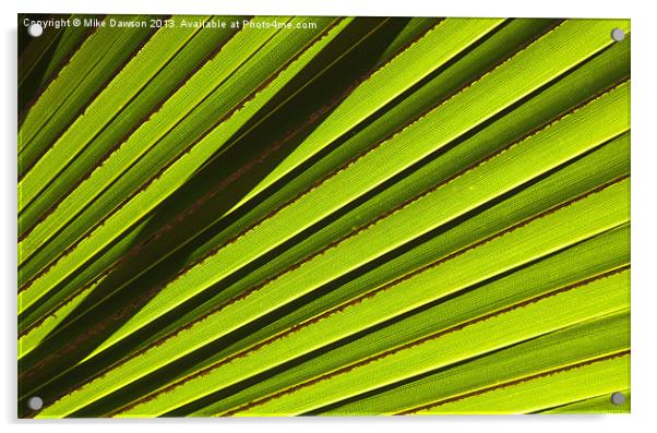 Palm Lines Acrylic by Mike Dawson