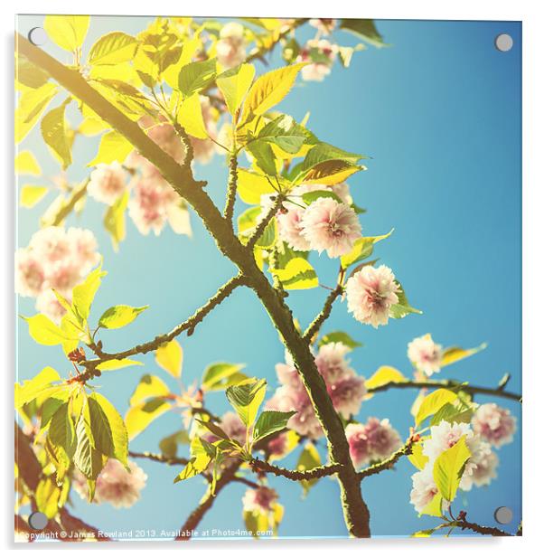 Vintage Blossom Acrylic by James Rowland