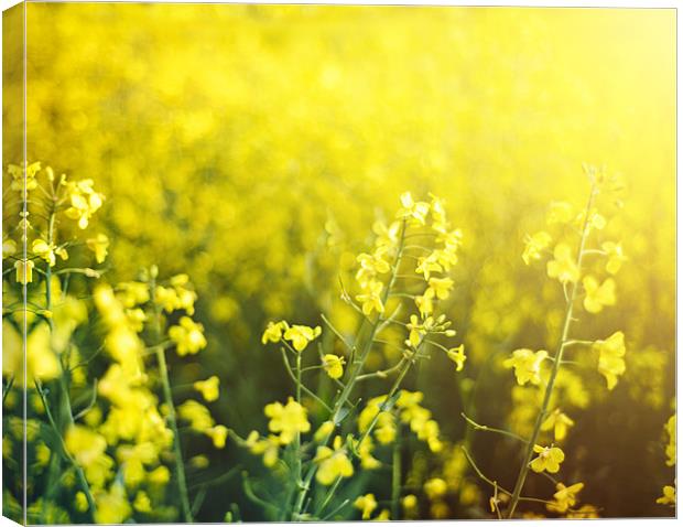 Rapeseed fields Canvas Print by James Rowland