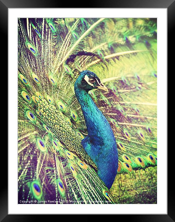 Proud Peacock Framed Mounted Print by James Rowland