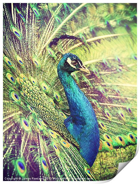 Proud Peacock Print by James Rowland