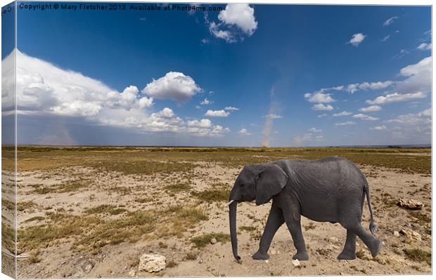 Elephant in the Desert Canvas Print by Mary Fletcher