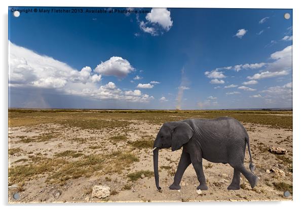 Elephant in the Desert Acrylic by Mary Fletcher