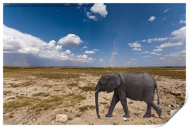Elephant in the Desert Print by Mary Fletcher